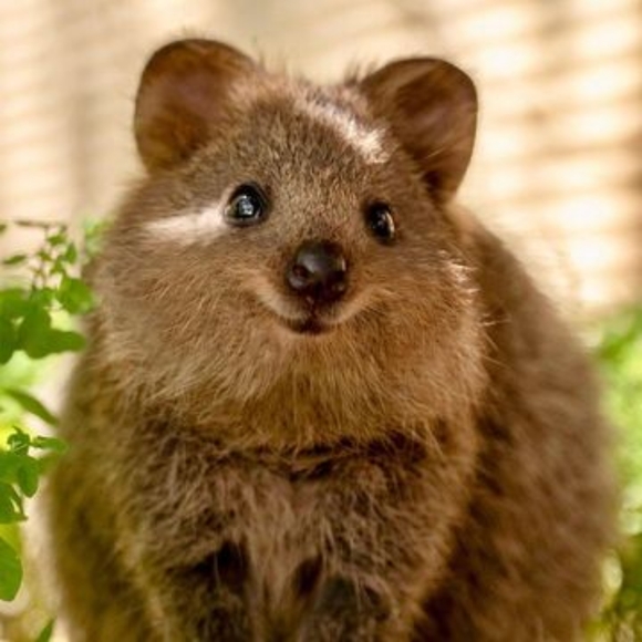 Just a cute quokka on the beach to make you smile! We LOVE quokka's! - Picture 3 of 5